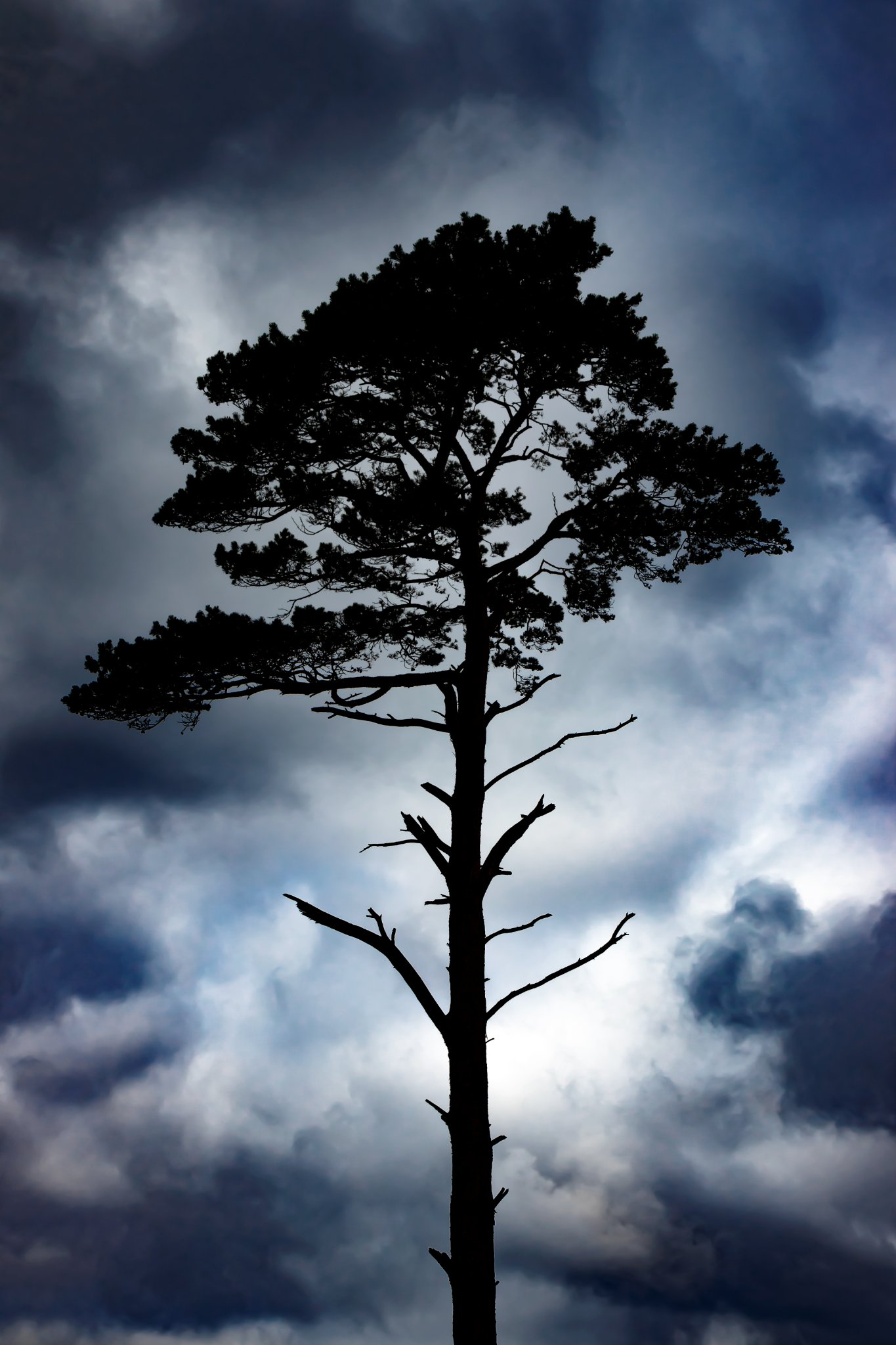 Katrzyna Grzybowska - Drzewo